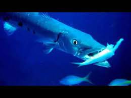 barracudas eat clownfish